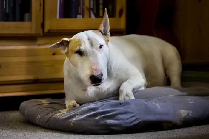 Framed Print : Dog - Bull Terrier - lying down on pillow Framed Print : Dog - Bull Terrier - lying down on pillow