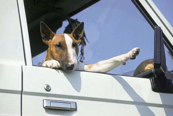 Dog - Bull Terrier in open car window