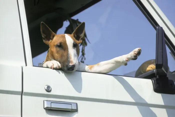 Framed Print : Dog - Bull Terrier in open car window Framed Print : Dog - Bull Terrier in open car window