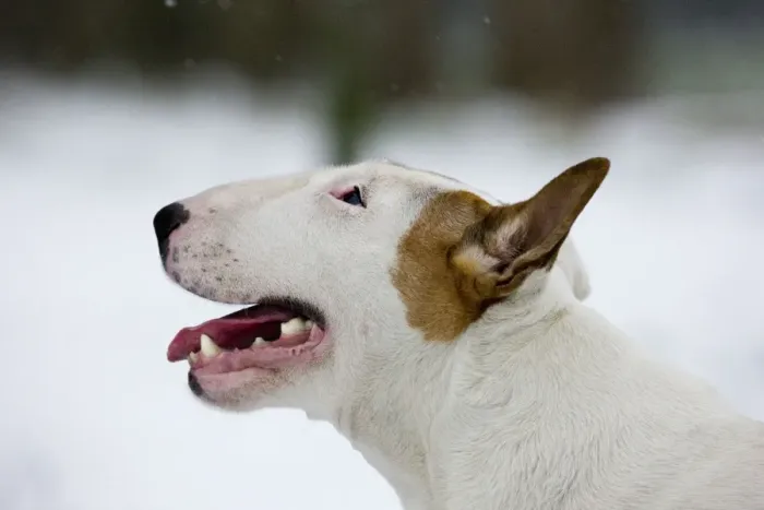 Framed Print : Dog - Bull Terrier portrait in winter snow Framed Print : Dog - Bull Terrier portrait in winter snow