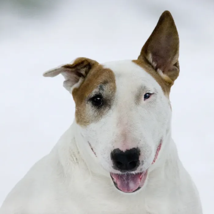 Framed Print : Dog - Bull Terrier portrait in winter snow Framed Print : Dog - Bull Terrier portrait in winter snow