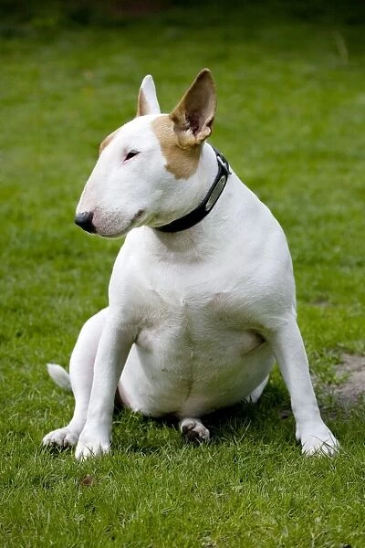 Dog - Bull Terrier sitting on grass