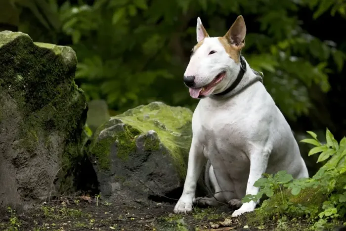 Framed Print : Dog - Bull Terrier sitting by rocks Framed Print : Dog - Bull Terrier sitting by rocks