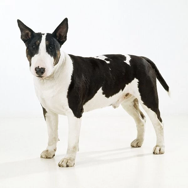 DOG - Bull Terrier, standing