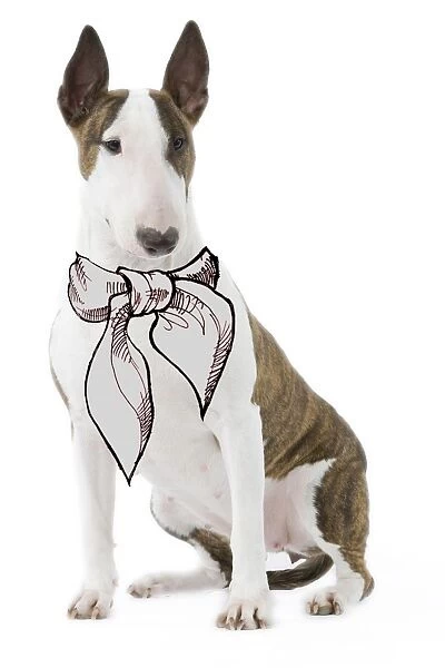 Dog - Bull terrier in studio wearing scarf  /  tie