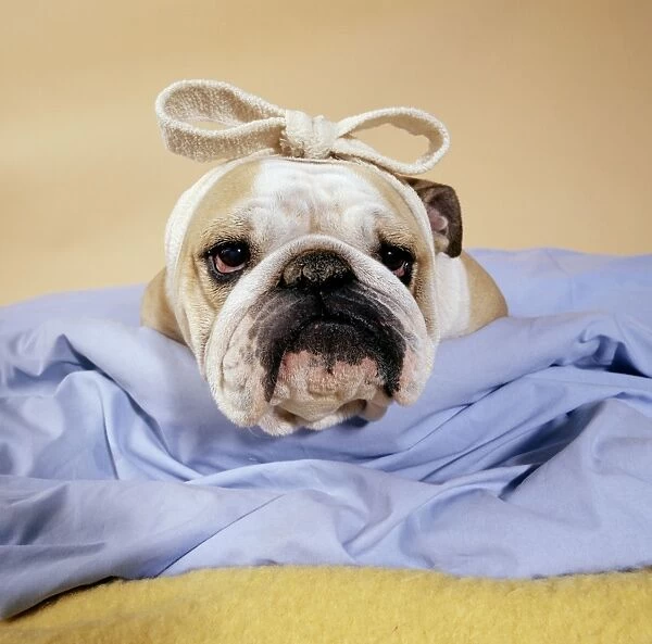 Dog - Bulldog - with bandage on head