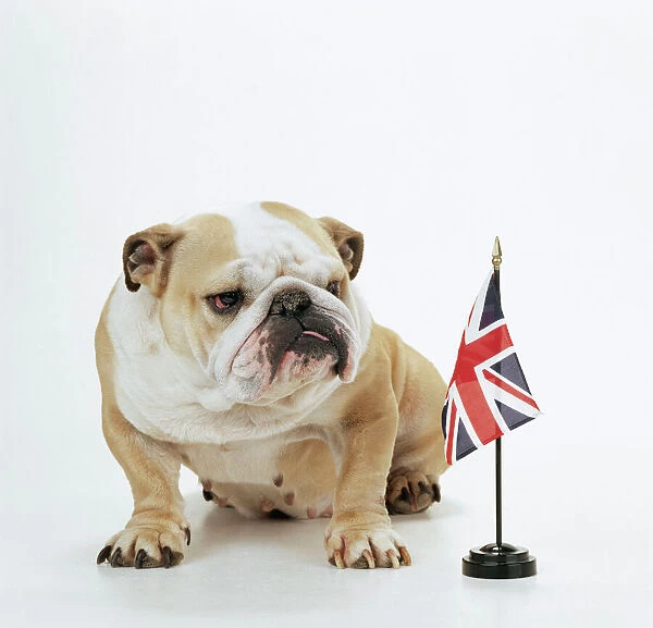 DOG - Bulldog with British Union Jack flag