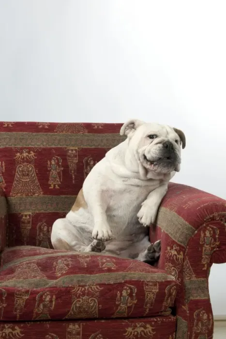 Framed Print : DOG - Bulldog in chair Framed Print : DOG - Bulldog in chair