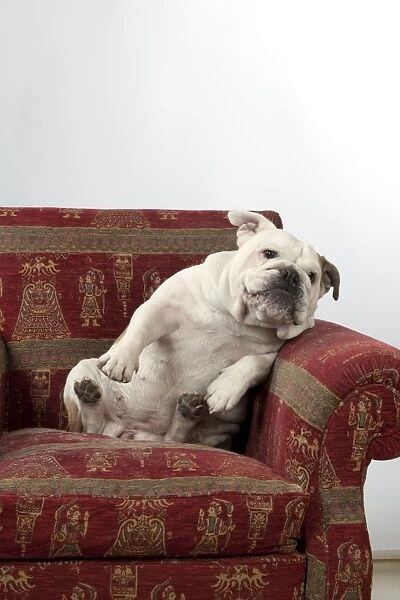 DOG - Bulldog in chair