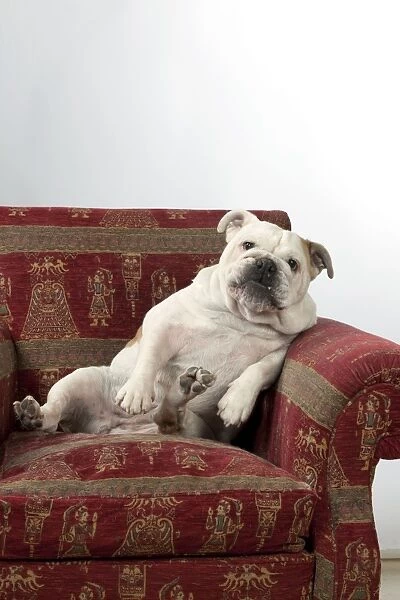 DOG - Bulldog in chair