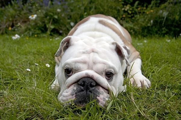 DOG - Bulldog laying in garden