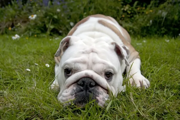 Framed Print : DOG - Bulldog laying in garden Framed Print : DOG - Bulldog laying in garden