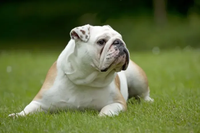 Framed Print : DOG - Bulldog laying in garden Framed Print : DOG - Bulldog laying in garden