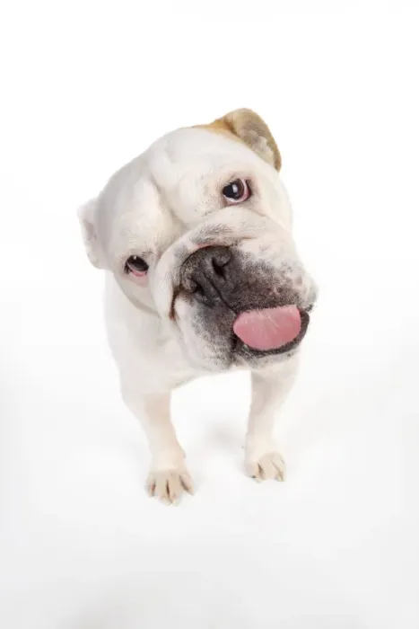 Framed Print : DOG. Bulldog licking the screen Framed Print : DOG. Bulldog licking the screen