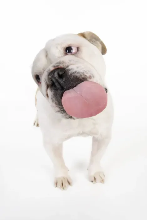 Framed Print : DOG. Bulldog licking the screen Framed Print : DOG. Bulldog licking the screen