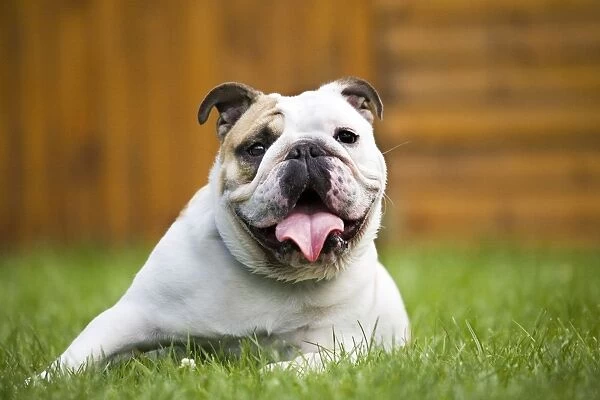 Dog - Bulldog lying down in grass