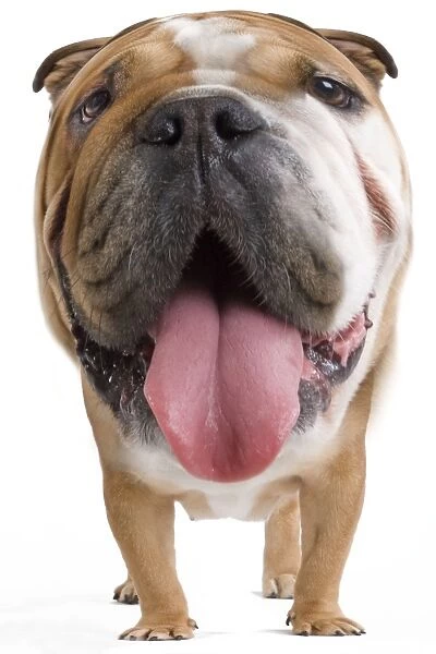 Dog - Bulldog Manipulated Image (by photographer)