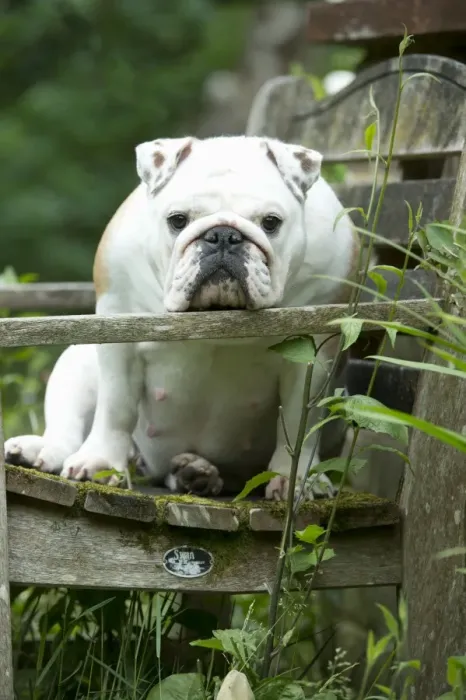 Framed Print : DOG - Bulldog sitting on garden bench Framed Print : DOG - Bulldog sitting on garden bench