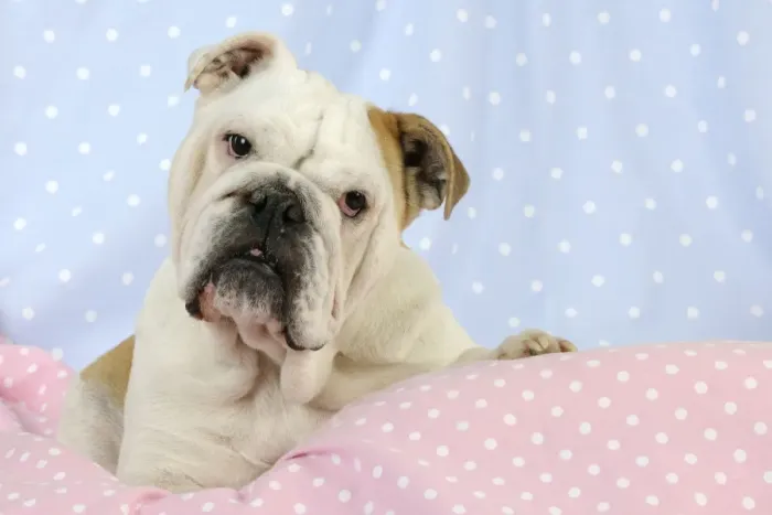 Framed Print : DOG. Bulldog sitting on pink blanket Framed Print : DOG. Bulldog sitting on pink blanket