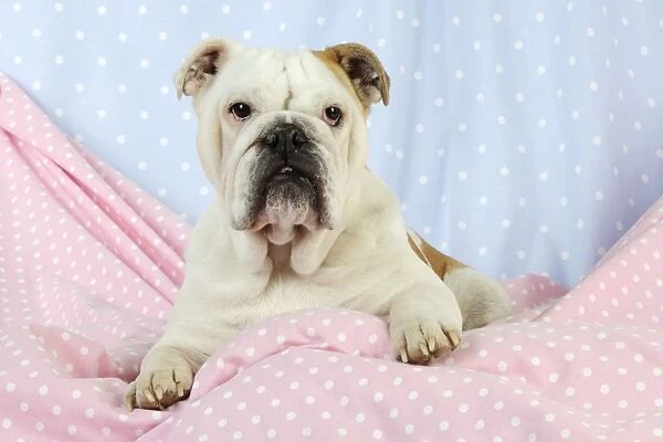 DOG. Bulldog sitting on pink blanket