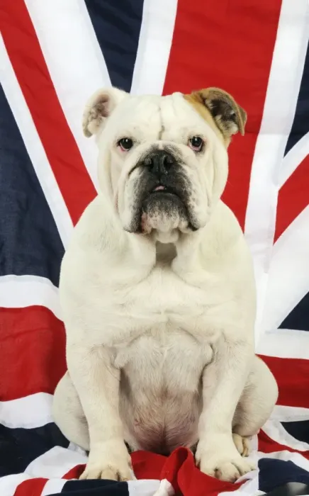 Framed Print : DOG. Bulldog sitting on union jack flag Framed Print : DOG. Bulldog sitting on union jack flag
