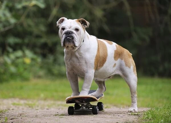 DOG. Bulldog on skateboard