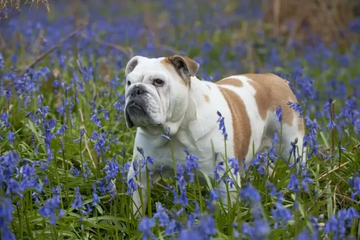 Framed Print : DOG - Bulldog - standing in bluebells Framed Print : DOG - Bulldog - standing in bluebells