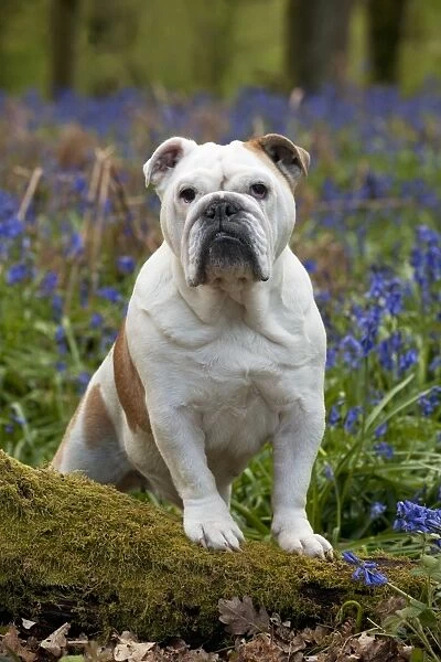 DOG - Bulldog - standing in bluebells