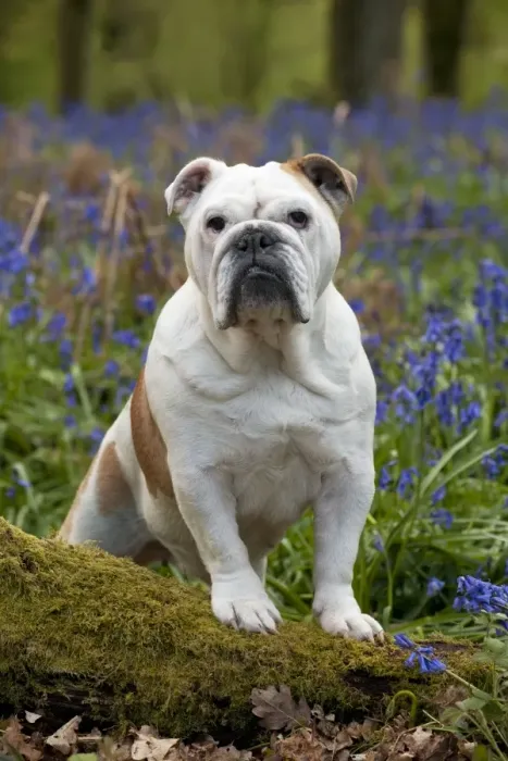 Framed Print : DOG - Bulldog - standing in bluebells Framed Print : DOG - Bulldog - standing in bluebells