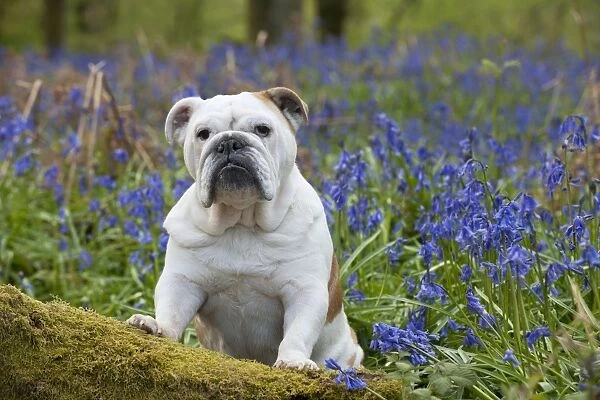 DOG - Bulldog - standing in bluebells