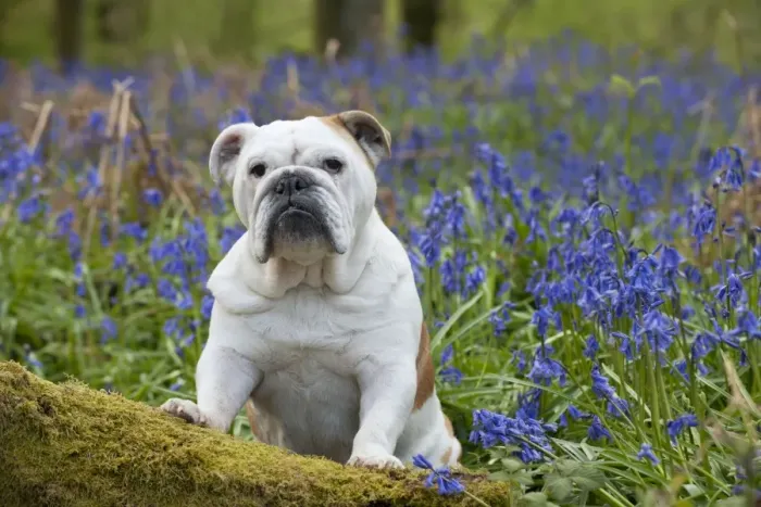 Framed Print : DOG - Bulldog - standing in bluebells Framed Print : DOG - Bulldog - standing in bluebells