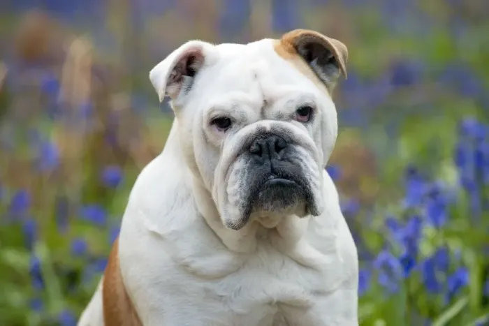 Framed Print : DOG - Bulldog - standing in bluebells (head shot) Framed Print : DOG - Bulldog - standing in bluebells (head shot)