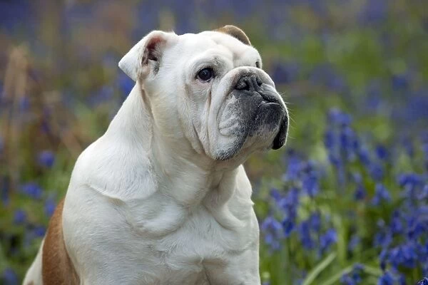 DOG - Bulldog - standing in bluebells (head shot)