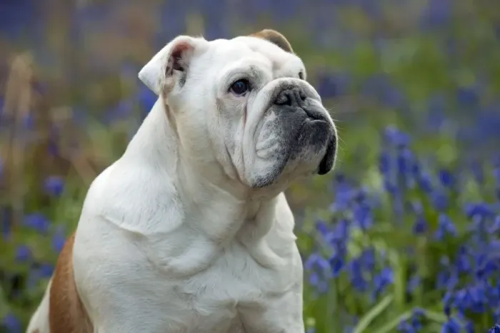 Framed Print : DOG - Bulldog - standing in bluebells (head shot) Framed Print : DOG - Bulldog - standing in bluebells (head shot)