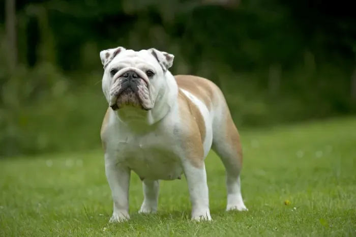 Framed Print : DOG - Bulldog standing in garden Framed Print : DOG - Bulldog standing in garden