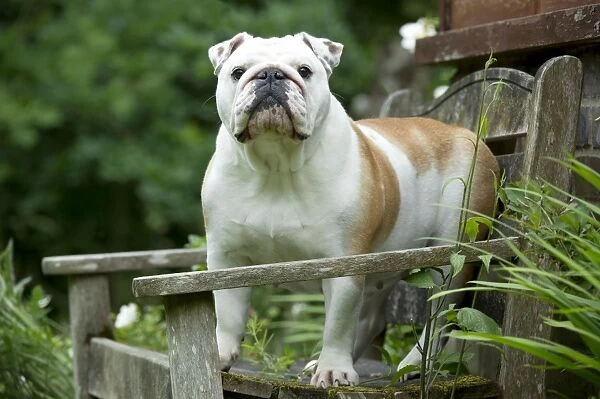 DOG - Bulldog standing on garden bench