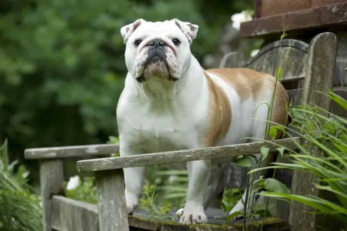 Framed Print : DOG - Bulldog standing on garden bench Framed Print : DOG - Bulldog standing on garden bench
