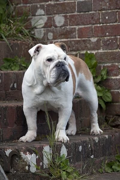 DOG - Bulldog - standing on steps