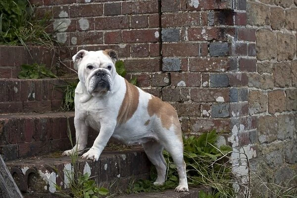DOG - Bulldog - standing on steps