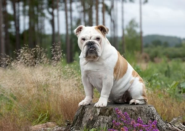 DOG - Bulldog on tree stump