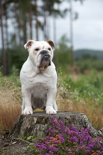 DOG - Bulldog on tree stump