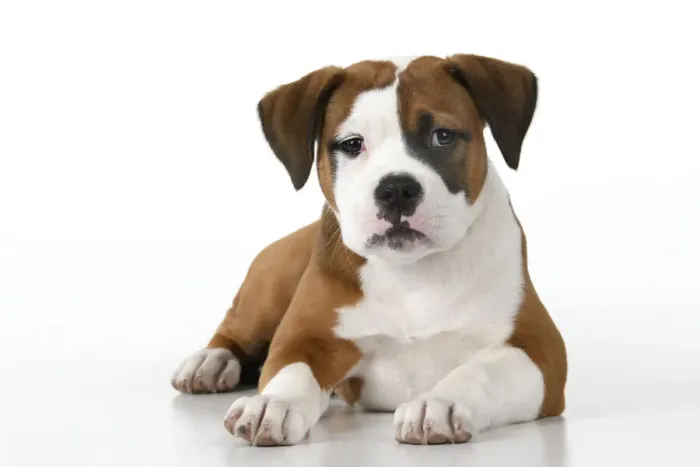 Framed Print : DOG. Bulldog X breed, 16 weeks old puppy, laying, studio, white background Framed Print : DOG. Bulldog X breed, 16 weeks old puppy, laying, studio, white background