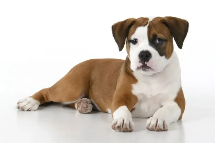 Framed Print : DOG. Bulldog X breed, 16 weeks old puppy, laying, studio, white background Framed Print : DOG. Bulldog X breed, 16 weeks old puppy, laying, studio, white background