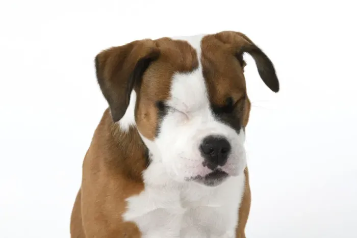 Framed Print : DOG. Bulldog X breed, 16 weeks old puppy, head & shoulders facial expession, studio, white background Framed Print : DOG. Bulldog X breed, 16 weeks old puppy, head & shoulders facial expession, studio, white background