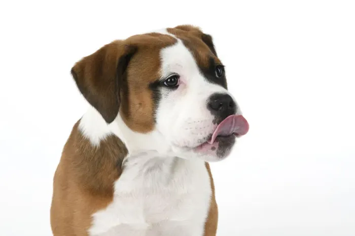 Framed Print : DOG. Bulldog X breed, 16 weeks old puppy, head & shoulders, tougue out, studio, white background Framed Print : DOG. Bulldog X breed, 16 weeks old puppy, head & shoulders, tougue out, studio, white background