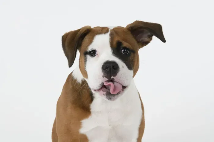 Framed Print : DOG. Bulldog X breed, 16 weeks old puppy, head & shoulders, tougue out, studio, white background Framed Print : DOG. Bulldog X breed, 16 weeks old puppy, head & shoulders, tougue out, studio, white background