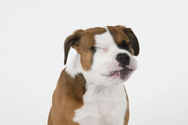 DOG. Bulldog X breed, 16 weeks old puppy, head & shoulders facial expession, studio, white background