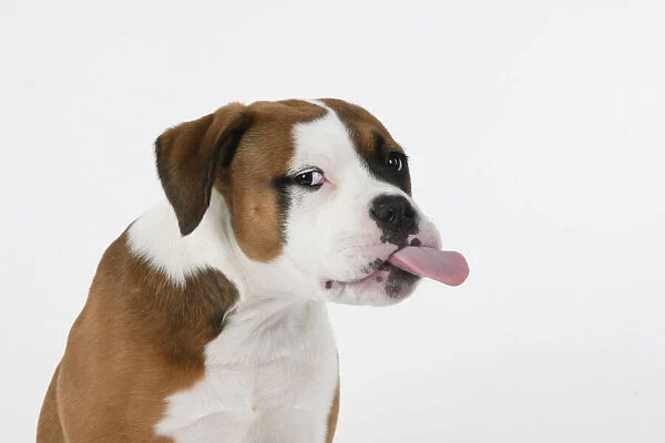 DOG. Bulldog X breed, 16 weeks old puppy, head & shoulders, tougue out, studio, white background