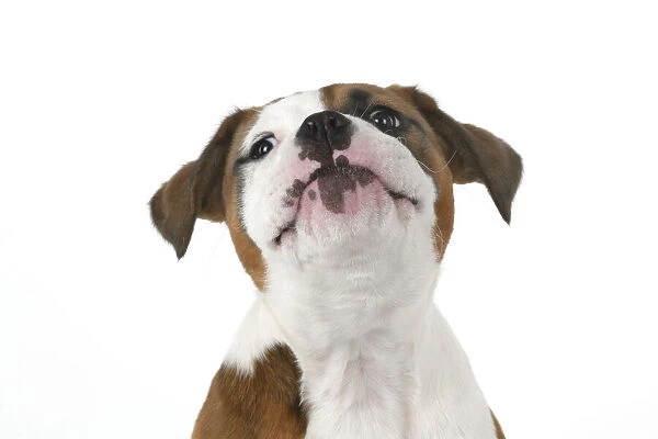 DOG. Bulldog X breed, 16 weeks old puppy, head & shoulders facial expession, studio, white background