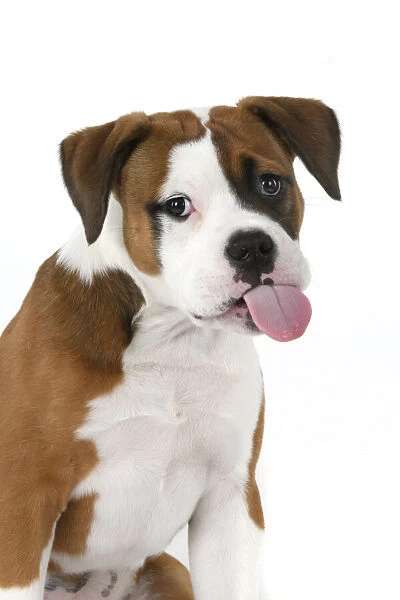 DOG. Bulldog X breed, 16 weeks old puppy, head & shoulders, tougue out, studio, white background